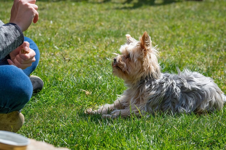 Dog