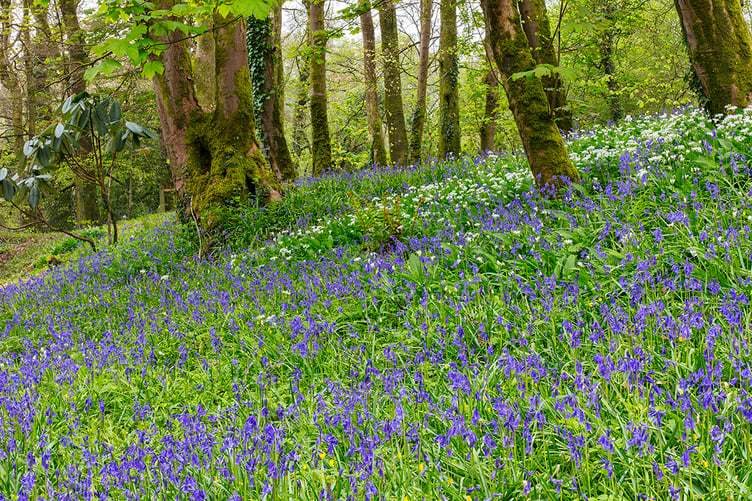 Bluebells in Pigeon wood Aberglasney
