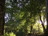 Great Gardens of West Wales invite you to take a walk on the wild side