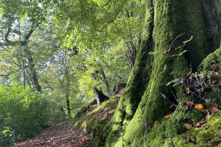 Upton Castle woodlands, Pembrokeshire