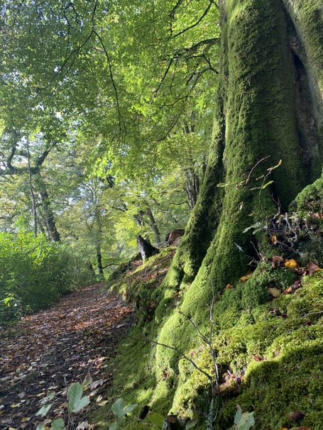 Upton Castle woodlands, Pembrokeshire