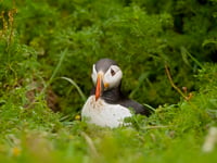 £810,000 for marine and grassland conservation in South and West Wales