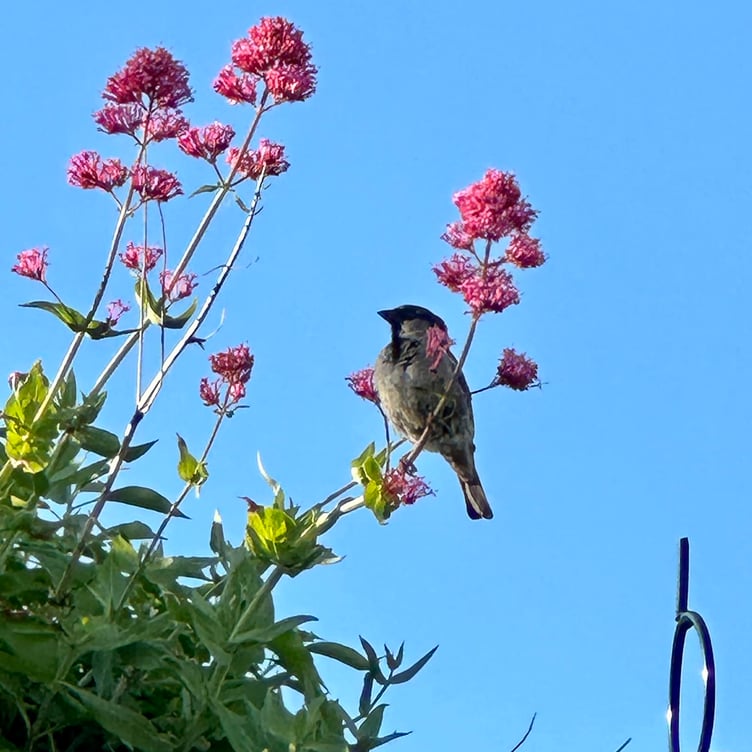 Tenby finches on Valerian plant