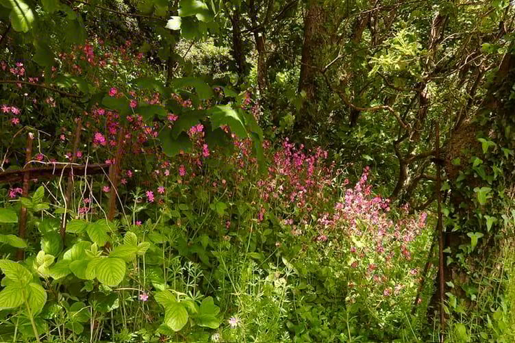 Red campion