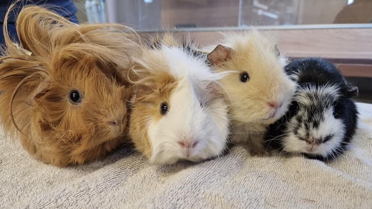 Curated visual reference: Recovery Guinea Pigs From Sugar Shock Reference: Animal Rescue Centre S Shock As 15 Guinea Pigs Found