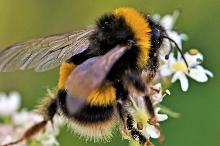 Bee