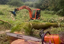 Pembrokeshire trees affected by ash dieback disease