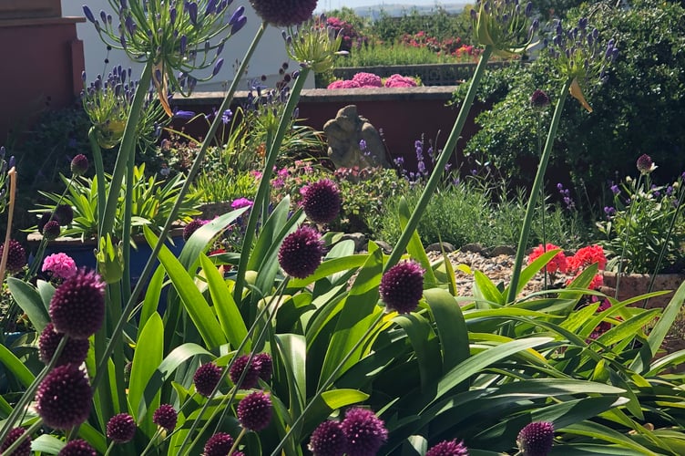Tenby in Bloom