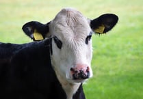 NFU Cymru Pembrokeshire on-farm dairy meeting