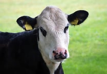 NFU Cymru Pembrokeshire on-farm dairy meeting