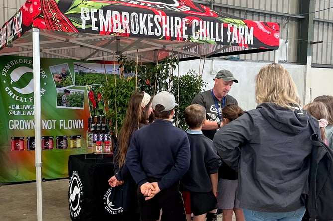 Learning how chillis grow from Pembrokeshire Chilli Farm
