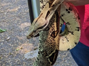 Heatwave triggers escaping snake alert from RSPCA