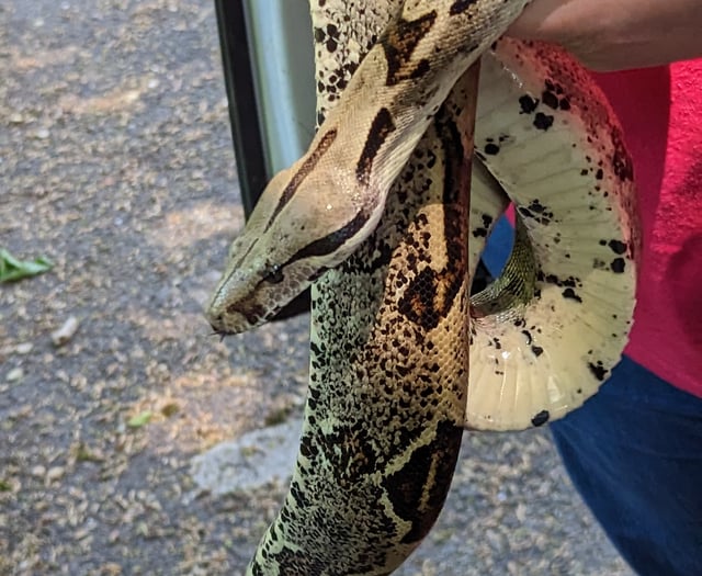 Heatwave triggers escaping snake alert from RSPCA