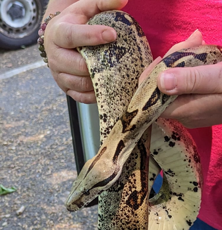 Rescued stray boa constrictor snake