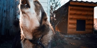 ‘It’s mentally draining.’ Advice for barking dogs’ owners & neighbours