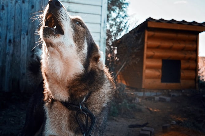 Dog barking or howling in yard