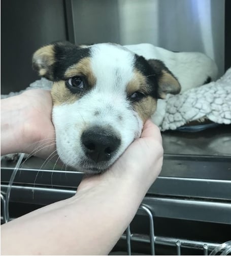 The RSPCA has seen reports of animal cruelty soar by 40 per cent in a year