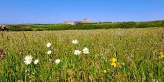 Enjoy Open Meadows Week at National Trust Cymru farm in Pembrokeshire