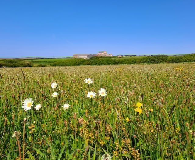 Enjoy Open Meadows Week at National Trust Cymru farm in Pembrokeshire