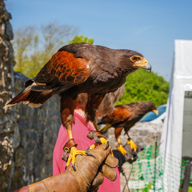 Harris Hawk on a visitor's glove
