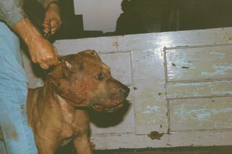 Dog fighting