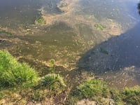 Water bosses grilled by MSs over illegal sewage spills