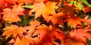 Cosheston WI ladies introduced to Colby’s Fullmoon Maple