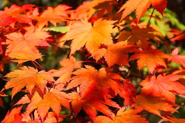 Fullmoon Maple (Acer Japonicum)