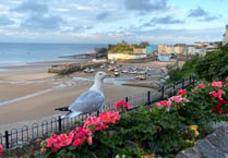 Be wary of gulls launching attacks on people during breeding season