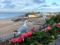 Be wary of gulls launching attacks on people during breeding season