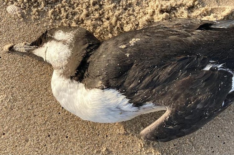 Dead bird