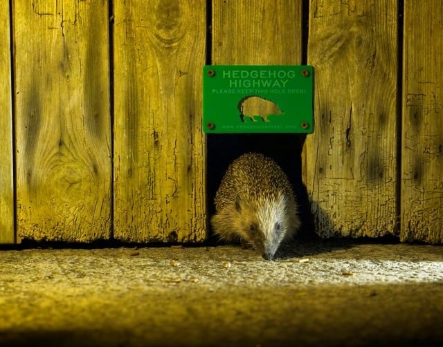 ‘Hedgehog Friendly’ campaign launched & Pembrokeshire Hogspital's plea