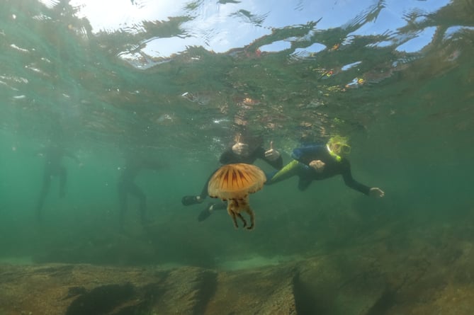 Pupils from Broad Haven Community School and a compass jellyfish (Chrysaora hysoscella).