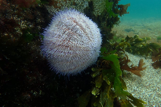 Sea urchin (Echinus esculentus). Credit: Sue Burton, Pembrokeshire Marine SAC.