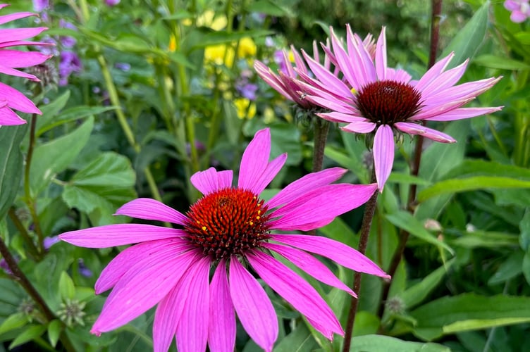 Saundersfoot in Bloom