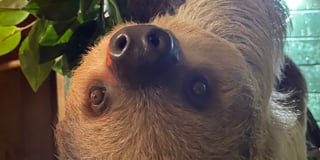 WATCH: Folly Farm welcomes adorable young sloth Button 