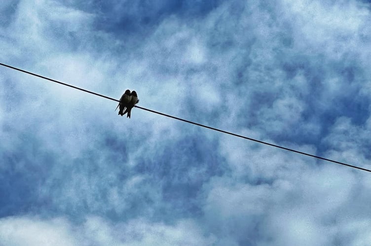 Pair of swallows in Battery Road, Tenby