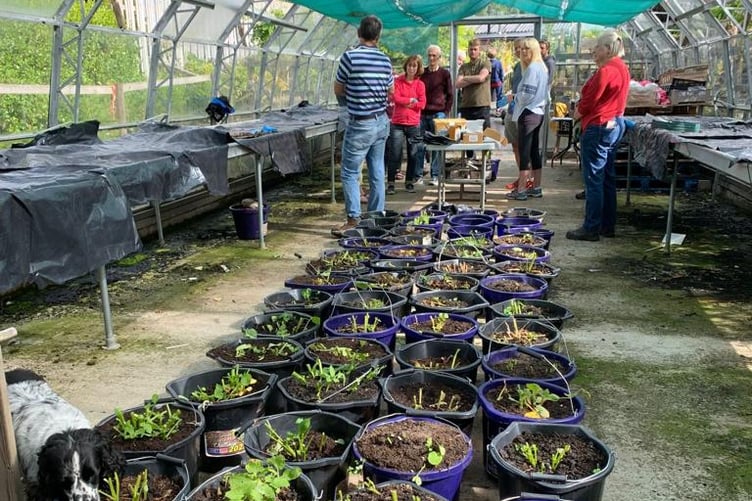 Great Potato Festival Weighing In