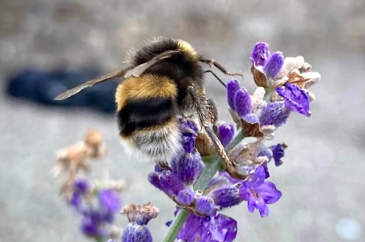 Bee on lavender