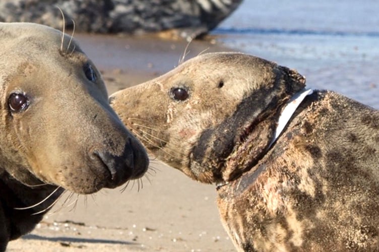 seals