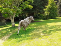 Sculpture trail breathes new life into sleepy Pembrokeshire attraction