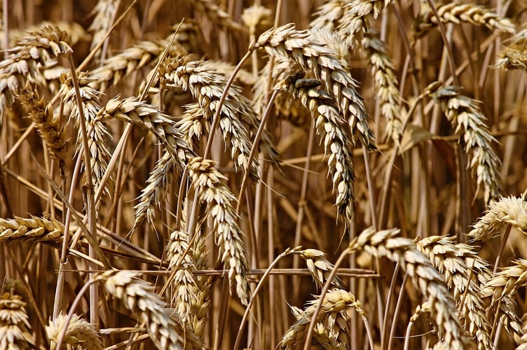 Farming wheat