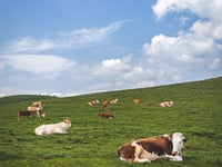 Update on Pembrokeshire Bovine TB Project - tender process completed
