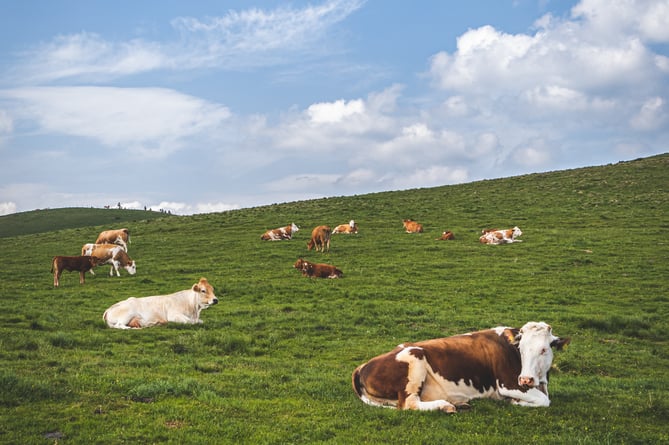 Cattle on grassy hill