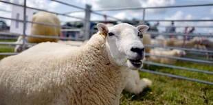 Clunderwen and District YFC Show 2023