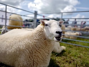 Clunderwen and District YFC Show 2023