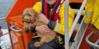 Tenby RNLI race to rescue cliff fallen dog
