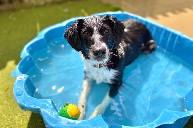 62560 Brody Collie x in paddling pool