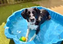 Animal lovers urged to protect pets during soaring temperatures