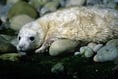 Rural crime team patrols to protect seals in Pembrokeshire